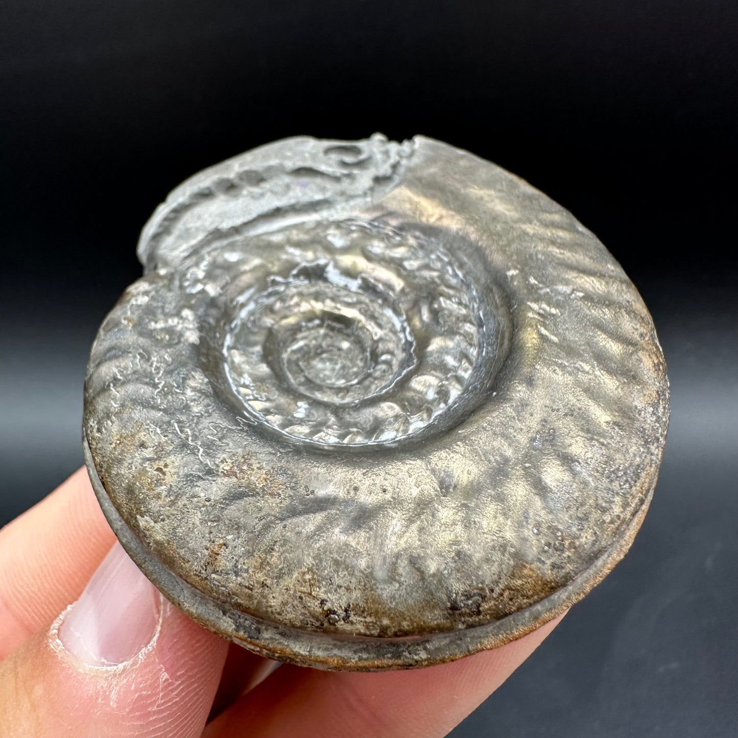 Snakestone Ammonite Fossil With Bag/Box And Stand - Whitby, North Yorkshire Jurassic Coast Yorkshire Fossils