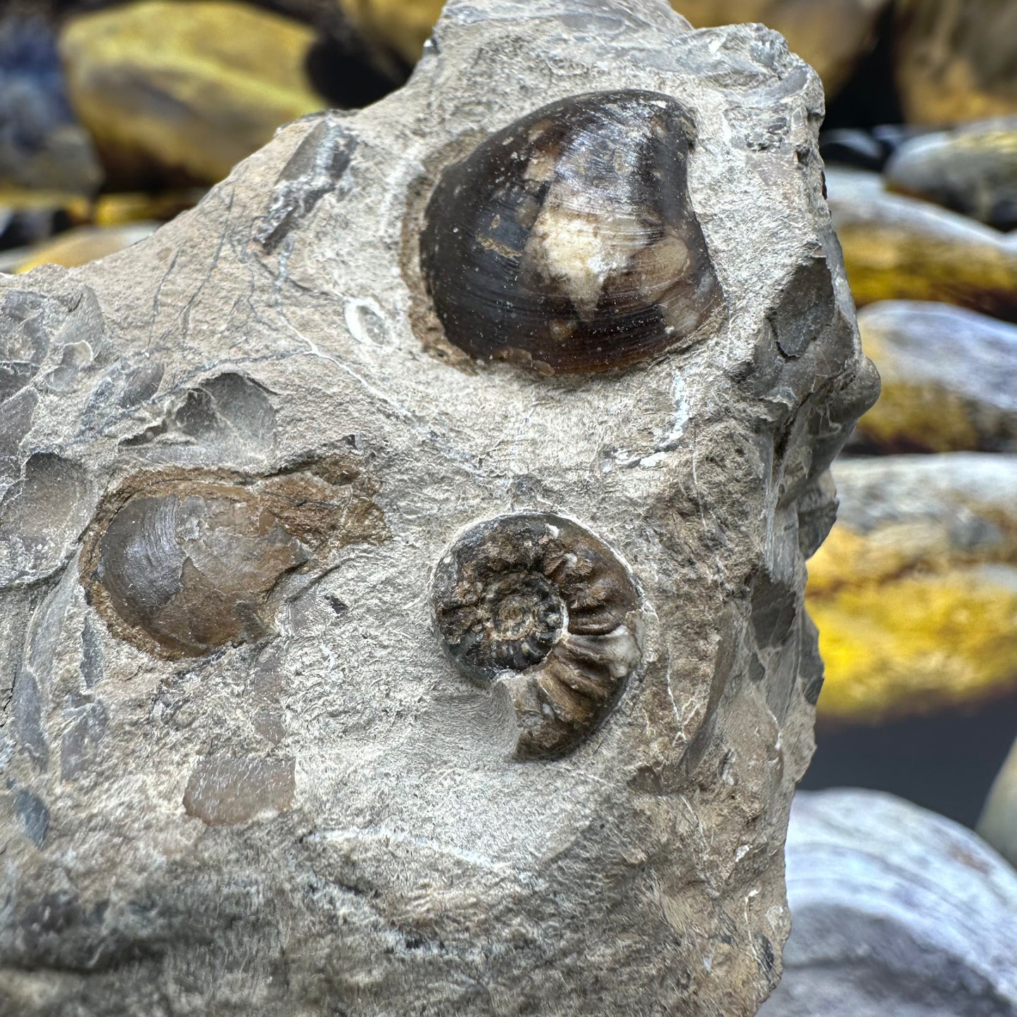 Amaltheus subnodosus ammonite fossil - Whitby, North Yorkshire Jurassic Coast, Yorkshire Fossils