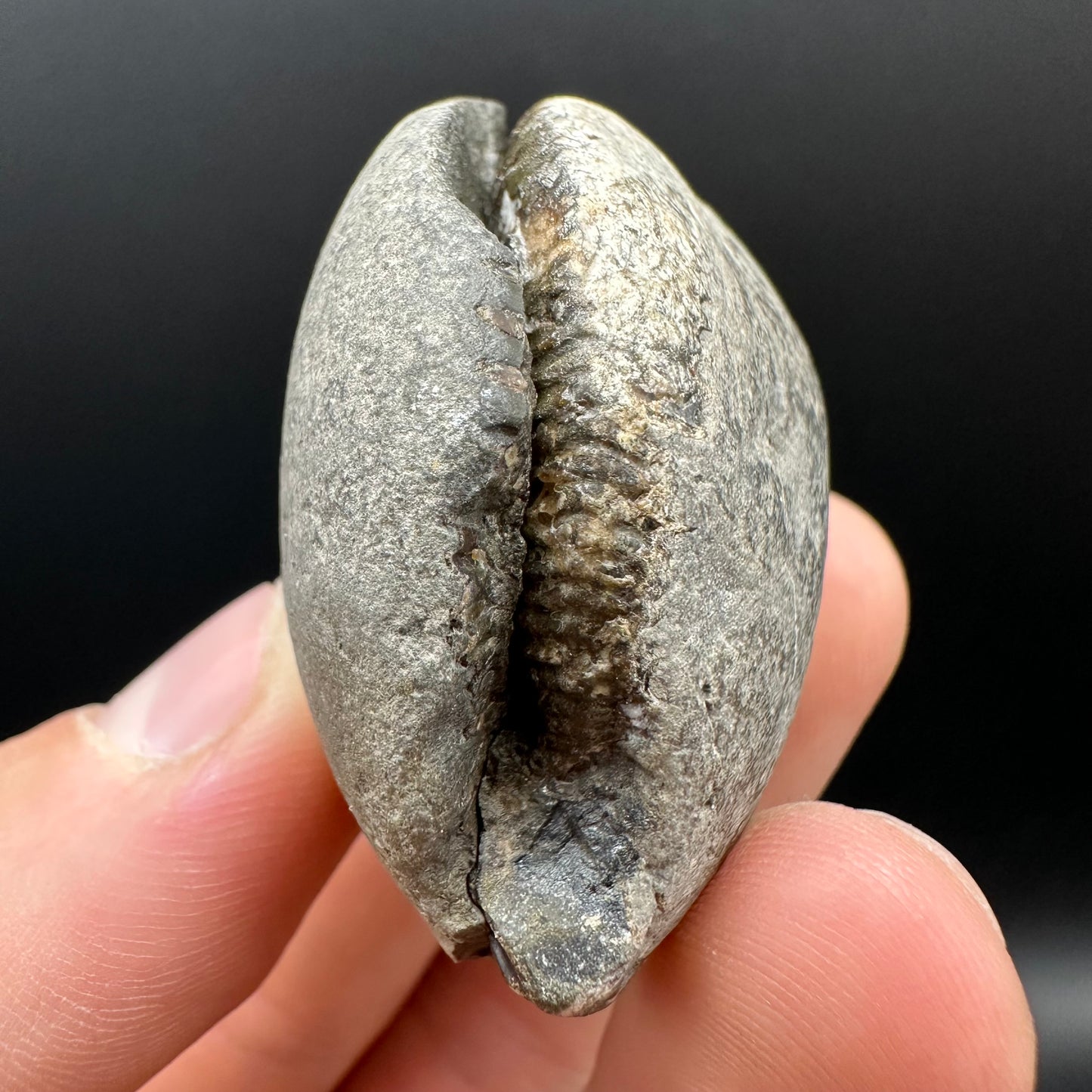 Dactylioceras Ammonite nodule (split pair) Fossil With Box And Stand - Whitby, North Yorkshire Jurassic Coast Yorkshire Fossils