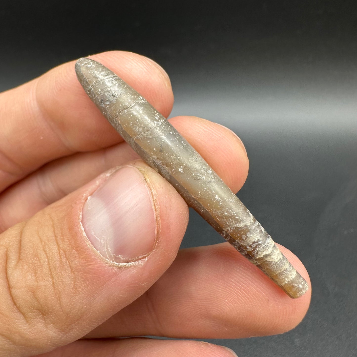 Hibolite (Fossil Squid) shell fossil with box and stand - Whitby, North Yorkshire Jurassic Coast Yorkshire Fossils