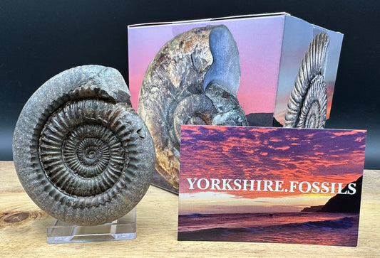 Dactylioceras Ammonite Fossil With box and Stand - Whitby, North Yorkshire Jurassic Coast Yorkshire Fossils