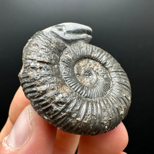 Snakestone Ammonite Fossil With Bag/Box And Stand - Whitby, North Yorkshire Jurassic Coast Yorkshire Fossils