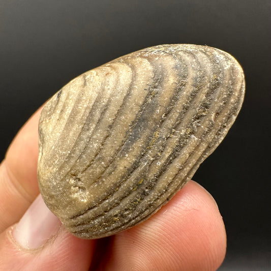 Shell fossil with box and stand - Whitby, North Yorkshire, Jurassic Coast, Yorkshire Fossils