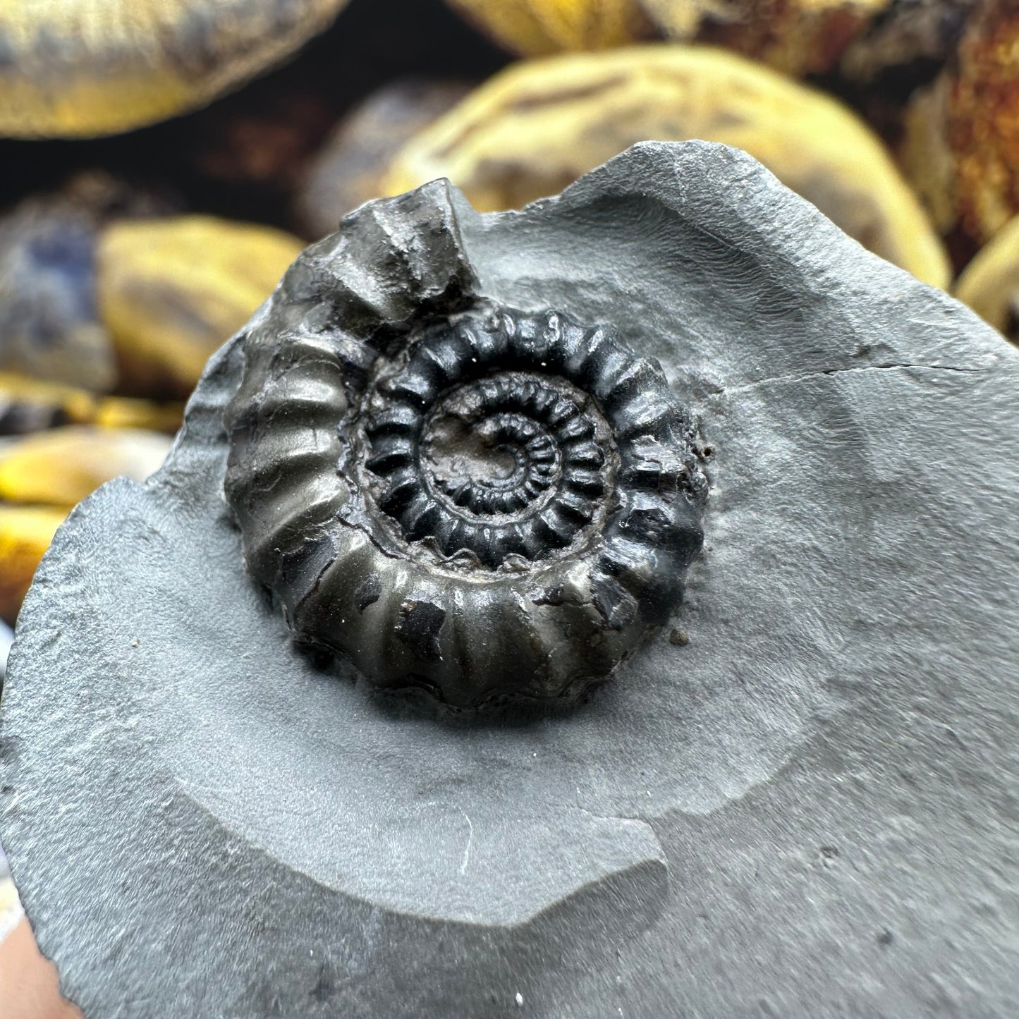 Gagaticeras ammonite fossil - Whitby, North Yorkshire Jurassic Coast Yorkshire Fossils