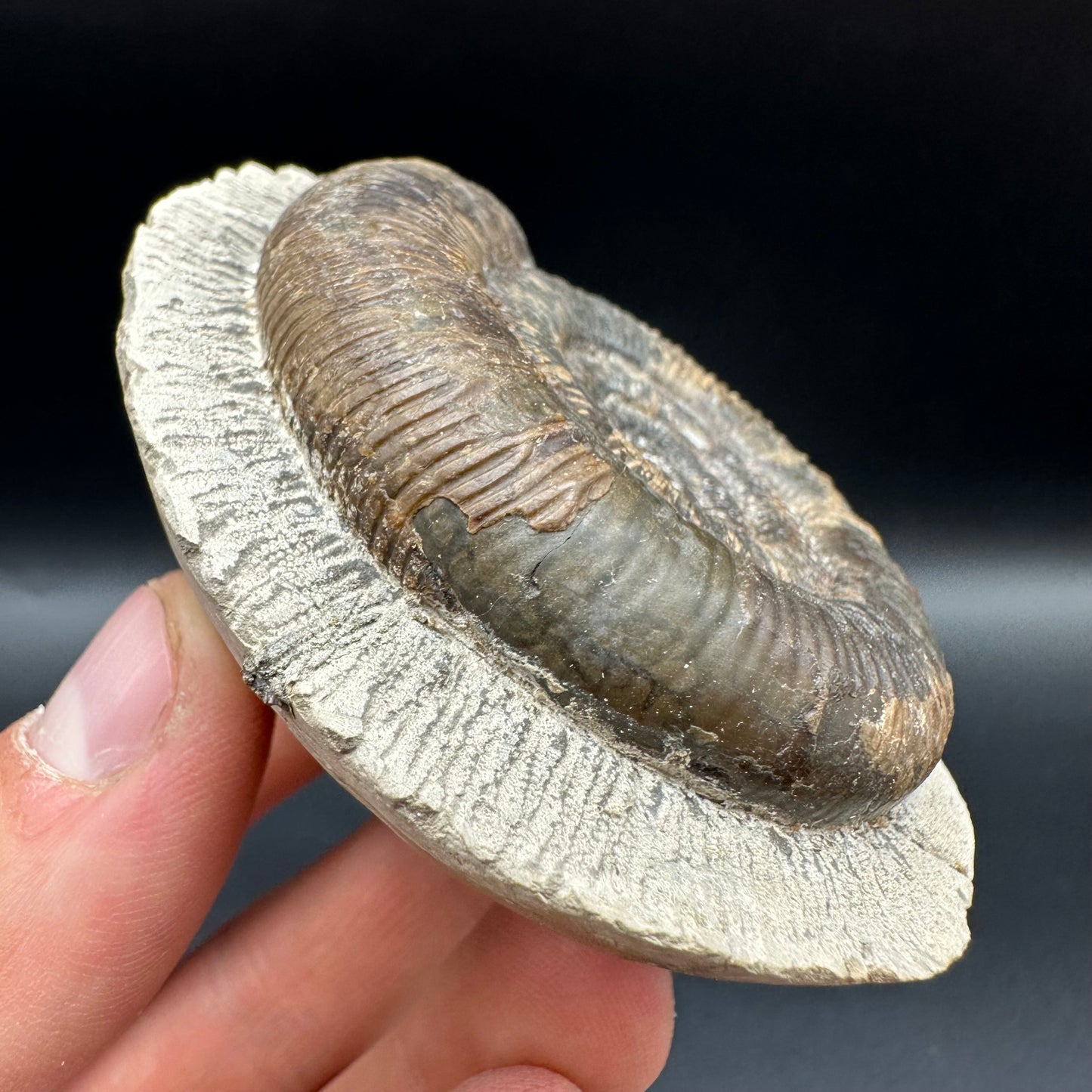 Dactylioceras tenuicostatum Ammonite fossil with box and stand - Whitby, North Yorkshire Jurassic Coast