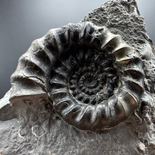 Gagaticeras Ammonite fossil with box and stand - Whitby, North Yorkshire Jurassic Coast Yorkshire Fossils