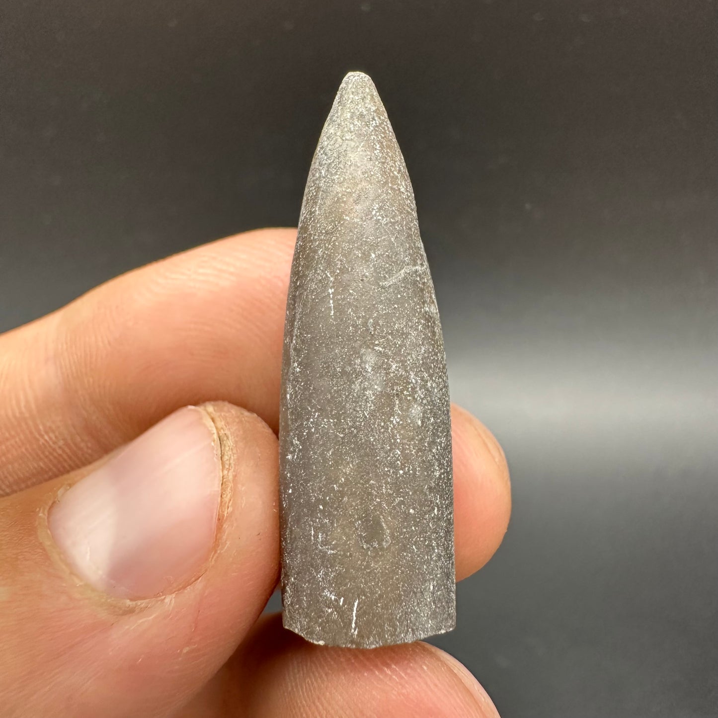 Belemnite (Fossil Squid) shell fossil - Whitby, North Yorkshire Jurassic Coast Yorkshire Fossils