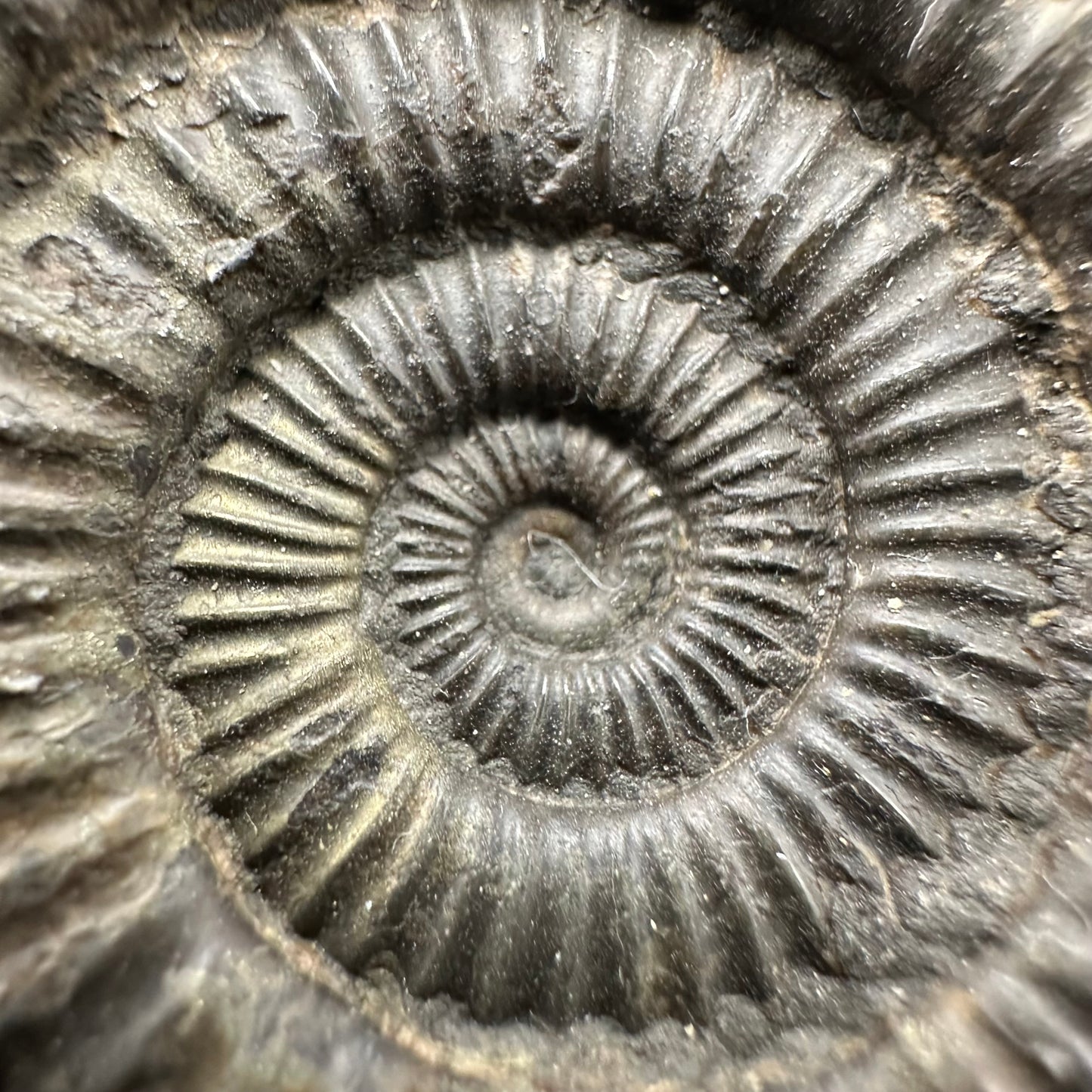 Dactylioceras Ammonite Fossil With Box And Stand - Whitby, North Yorkshire Jurassic Coast Yorkshire Fossils