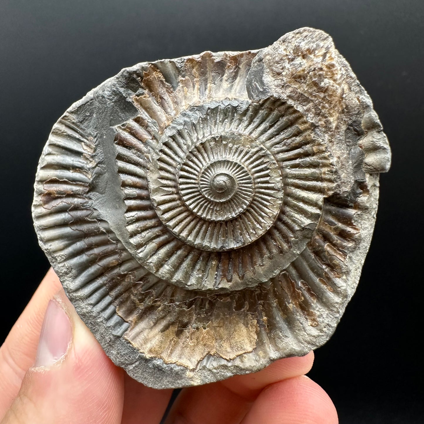 Dactylioceras Ammonite nodule (split pair) Fossil With Box And Stand - Whitby, North Yorkshire Jurassic Coast Yorkshire Fossils