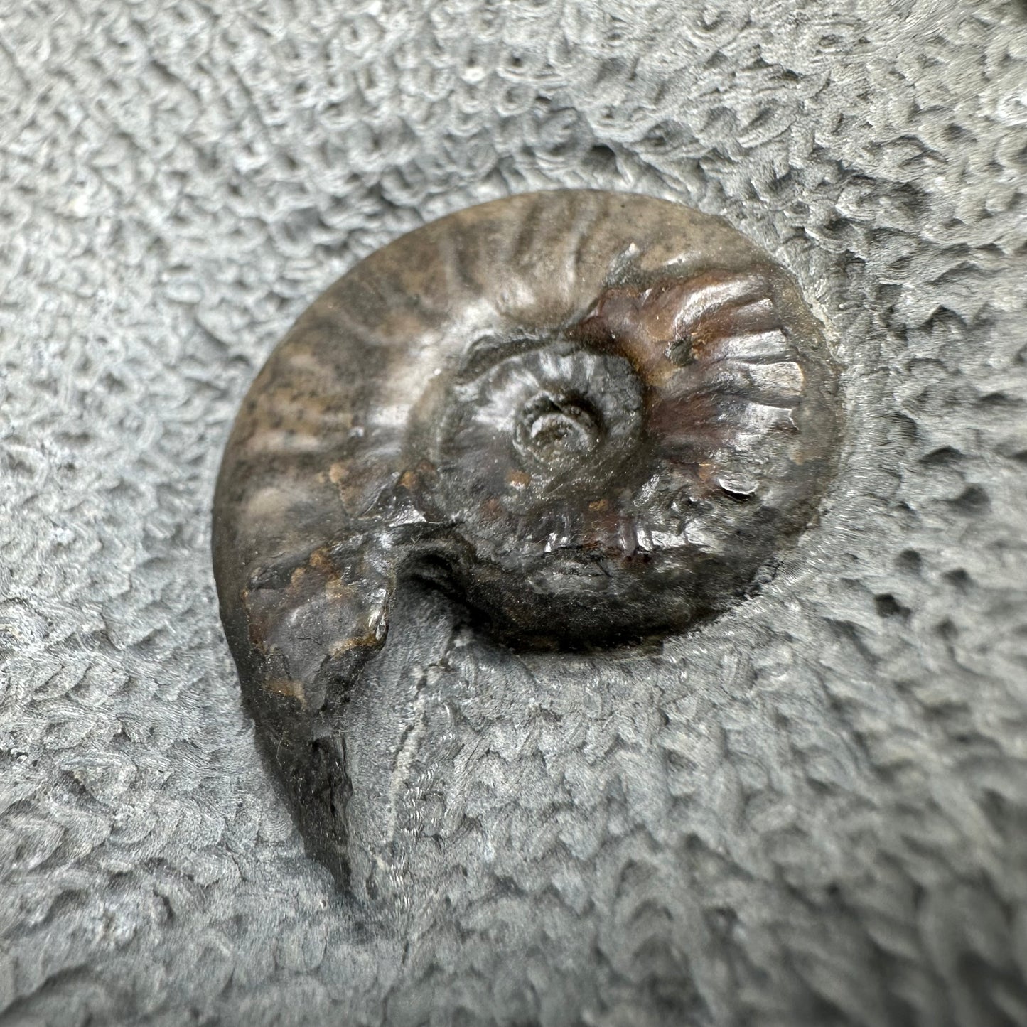 Eleganticeras Elegantulum ammonite fossil with box and stand - Whitby, North Yorkshire Jurassic Coast, Yorkshire Fossils
