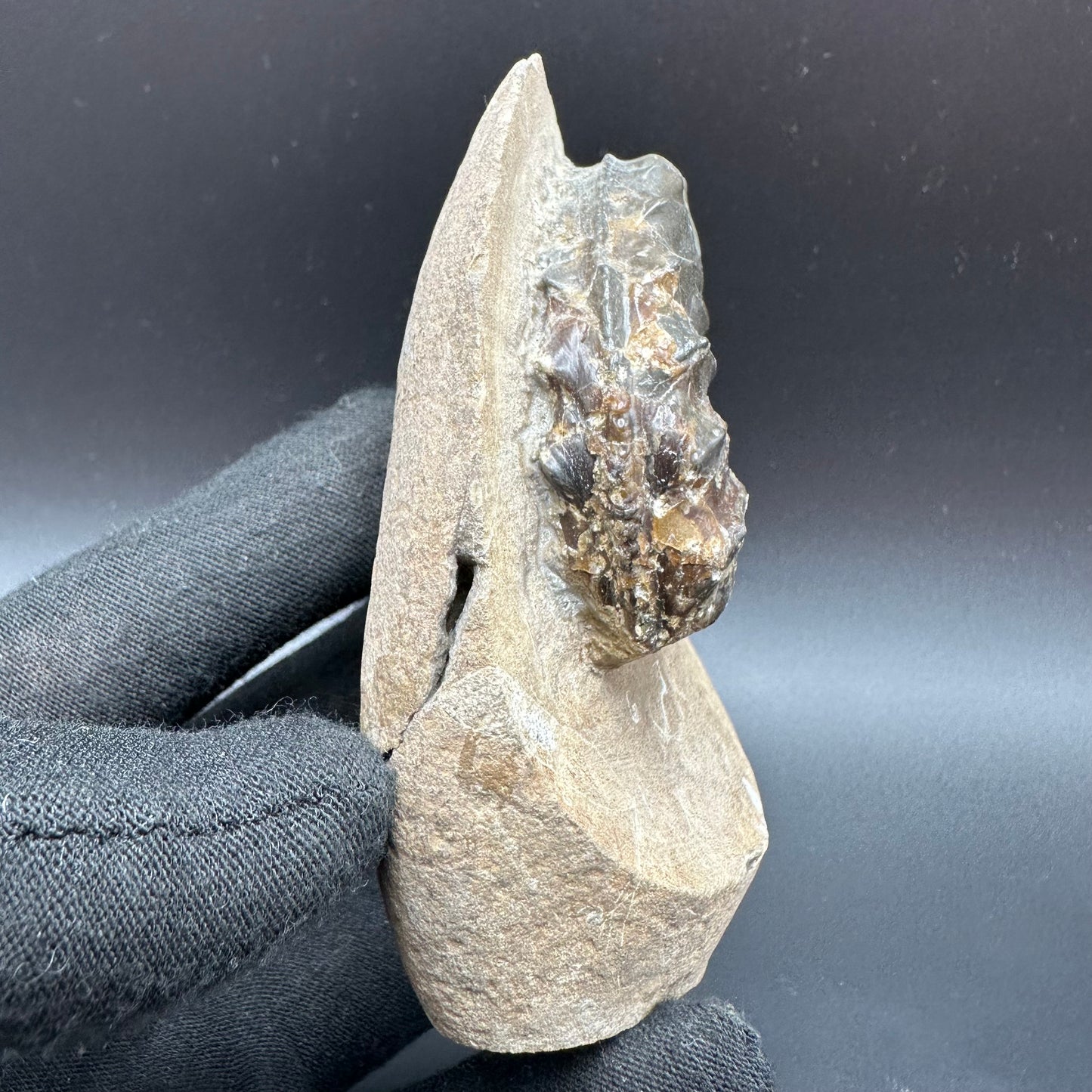 Pleuroceras paucicostatum ammonite fossil with box and stand - Whitby, North Yorkshire Jurassic Coast Yorkshire Fossils