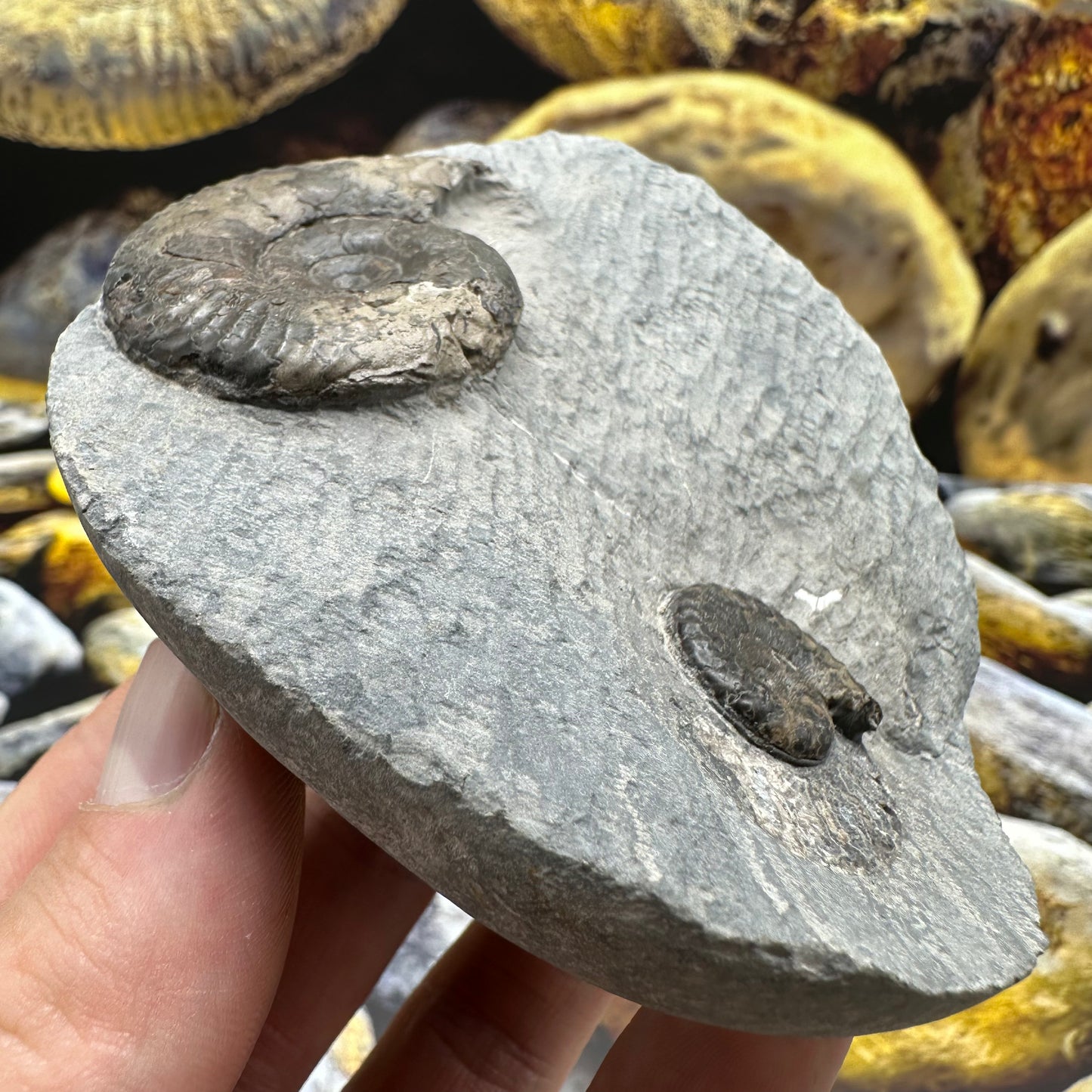 Grammoceras thoaurense ammonite shell fossil - Whitby, North Yorkshire