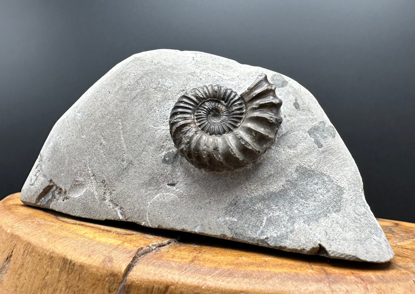 Oistoceras figulinum ammonite fossil with box and stand - Whitby, North Yorkshire Jurassic Coast Yorkshire Fossils