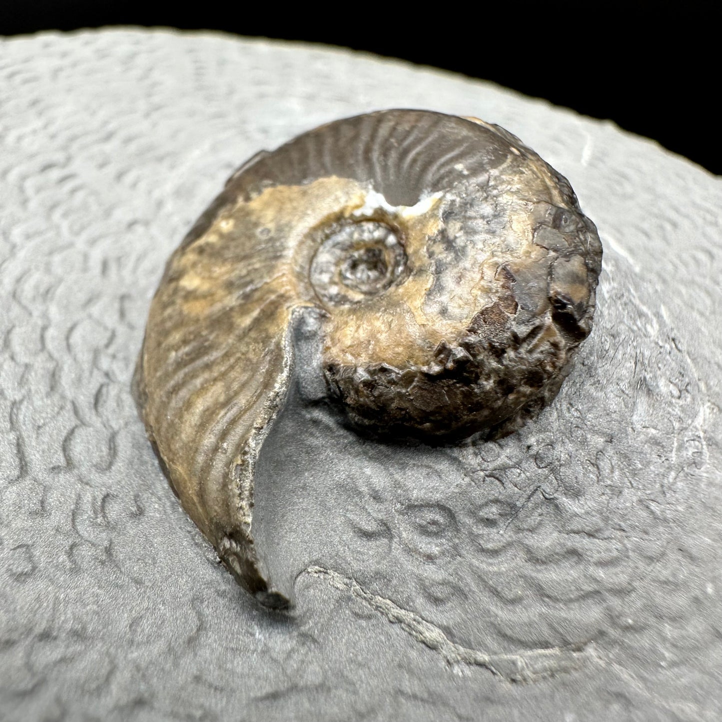 Eleganticeras Elegantulum ammonite with box and stand - Whitby, North Yorkshire Jurassic Coast, Yorkshire Fossils