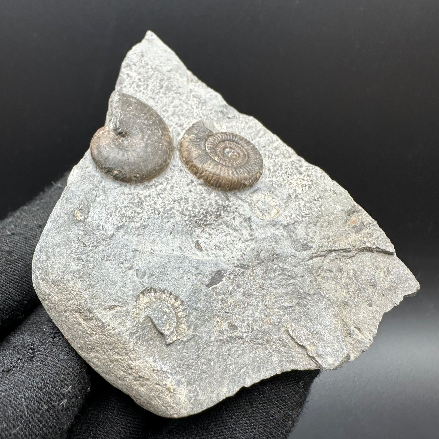 Gracile / Phylloceras Multi-block Ammonite Fossil With Box And Stand - Whitby, North Yorkshire Jurassic Coast Yorkshire Fossils