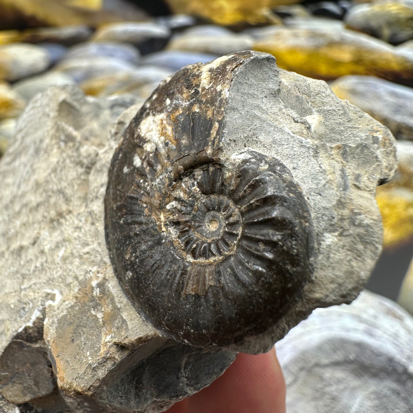 Amaltheus striatus ammonite fossil - Whitby, North Yorkshire