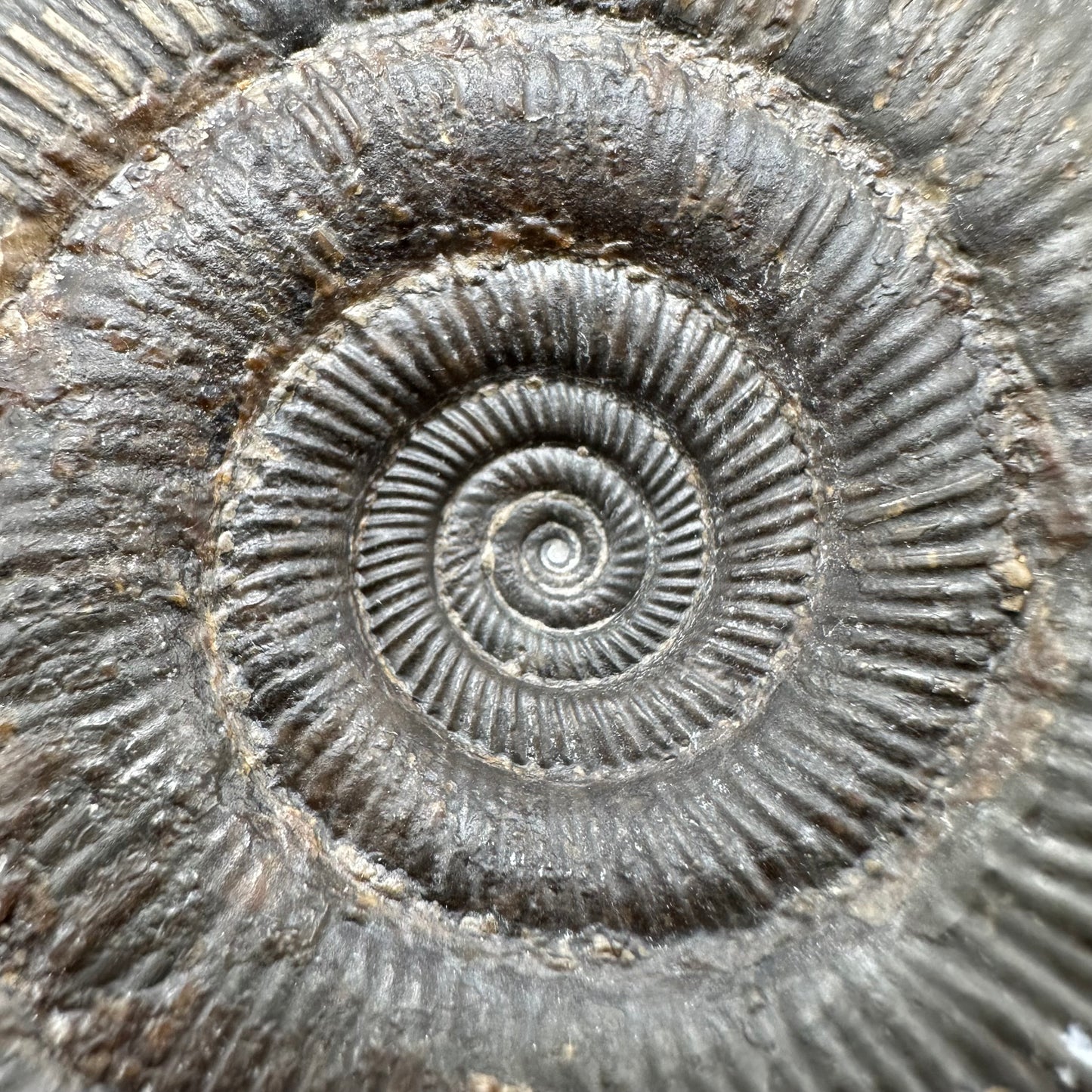 Dactylioceras clevelandicum Ammonite fossil with box and stand - Whitby, North Yorkshire Jurassic Coast