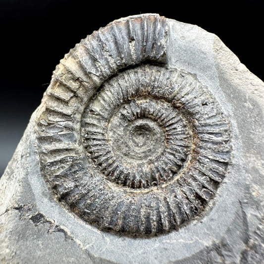 Dactylioceras Ammonite Fossil With Box And Stand - Whitby, North Yorkshire Jurassic Coast Yorkshire Fossils