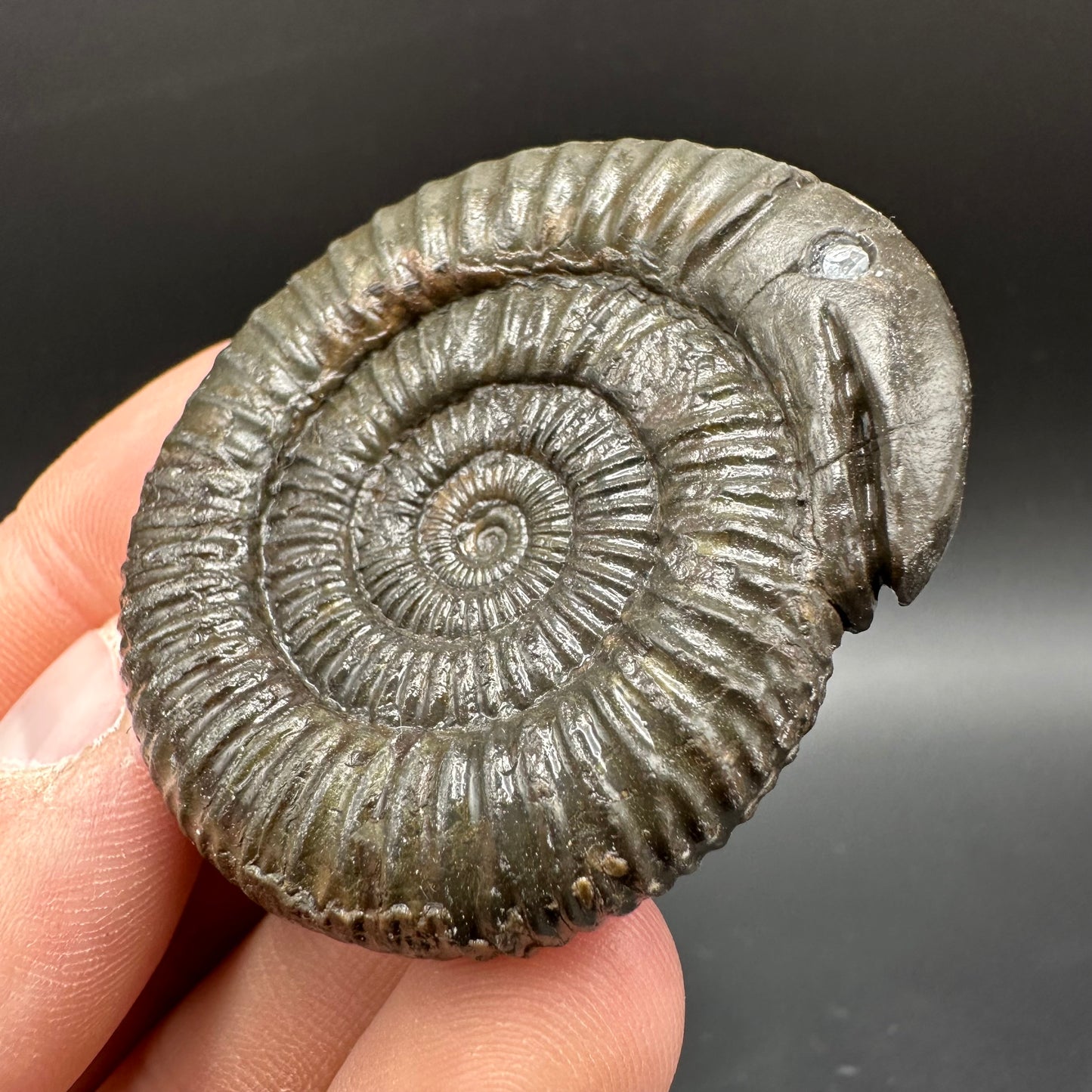 Snakestone Ammonite Fossil With Bag/Box And Stand - Whitby, North Yorkshire Jurassic Coast Yorkshire Fossils