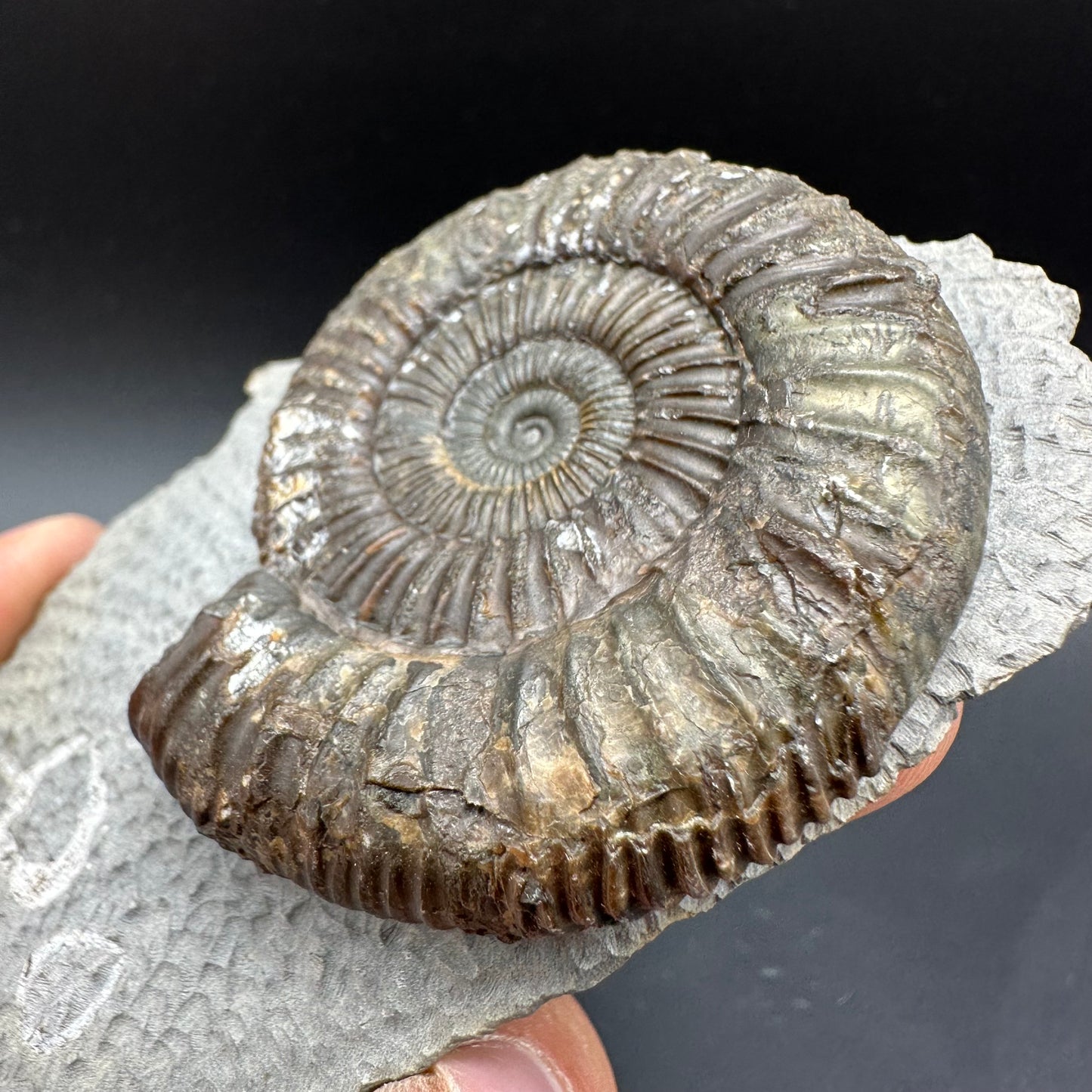 Dactylioceras Ammonite Fossil With box and Stand - Whitby, North Yorkshire Jurassic Coast Yorkshire Fossils
