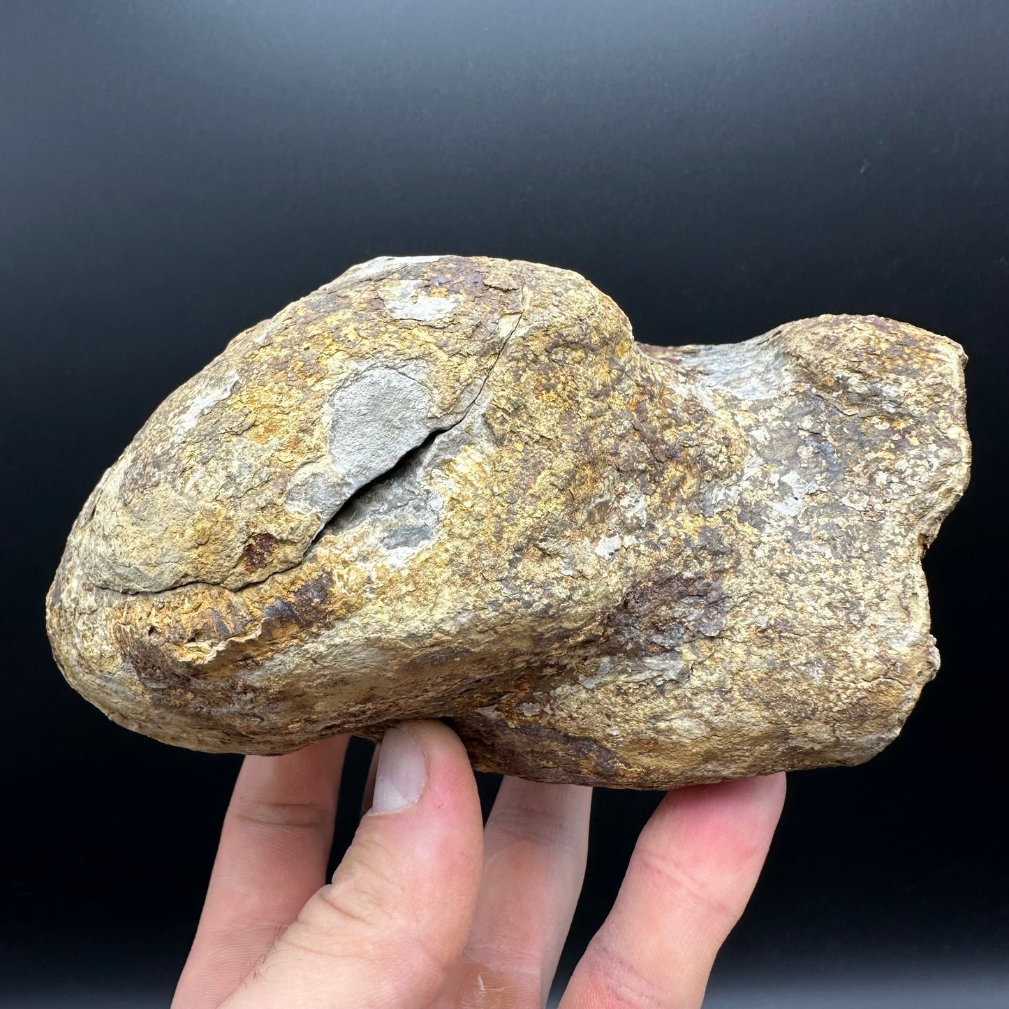 Dactylioceras Ammonite nodule (split pair) Fossil With Stand - Whitby, North Yorkshire Jurassic Coast Yorkshire Fossils
