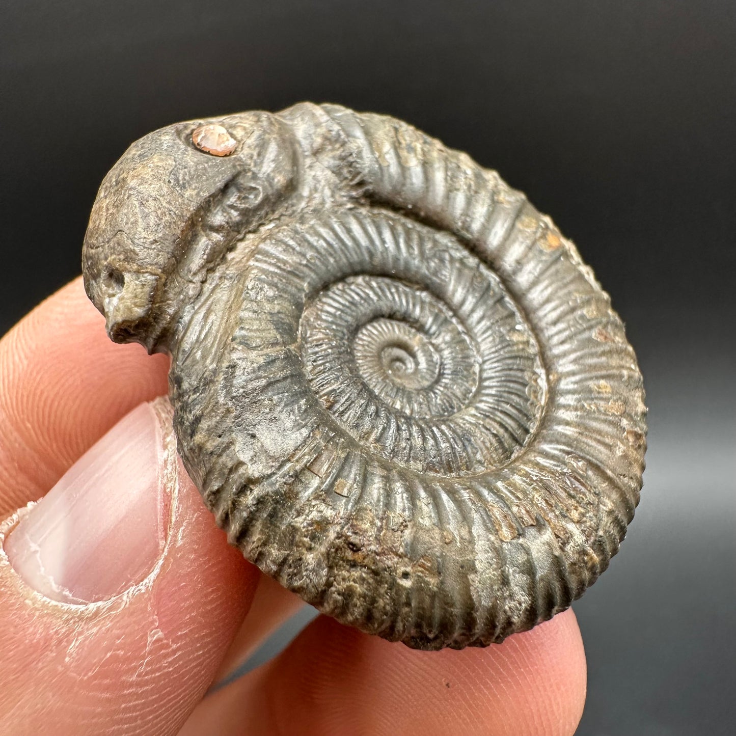 Snakestone Ammonite Fossil With Bag/Box And Stand - Whitby, North Yorkshire Jurassic Coast Yorkshire Fossils