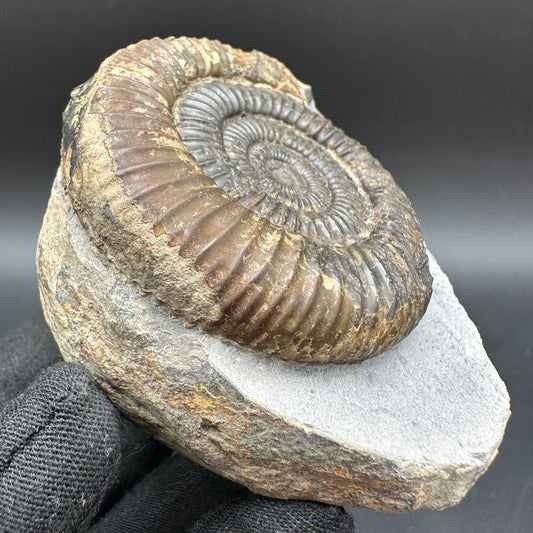 Dactylioceras Ammonite Fossil With Box And Stand - Whitby, North Yorkshire Jurassic Coast Yorkshire Fossils