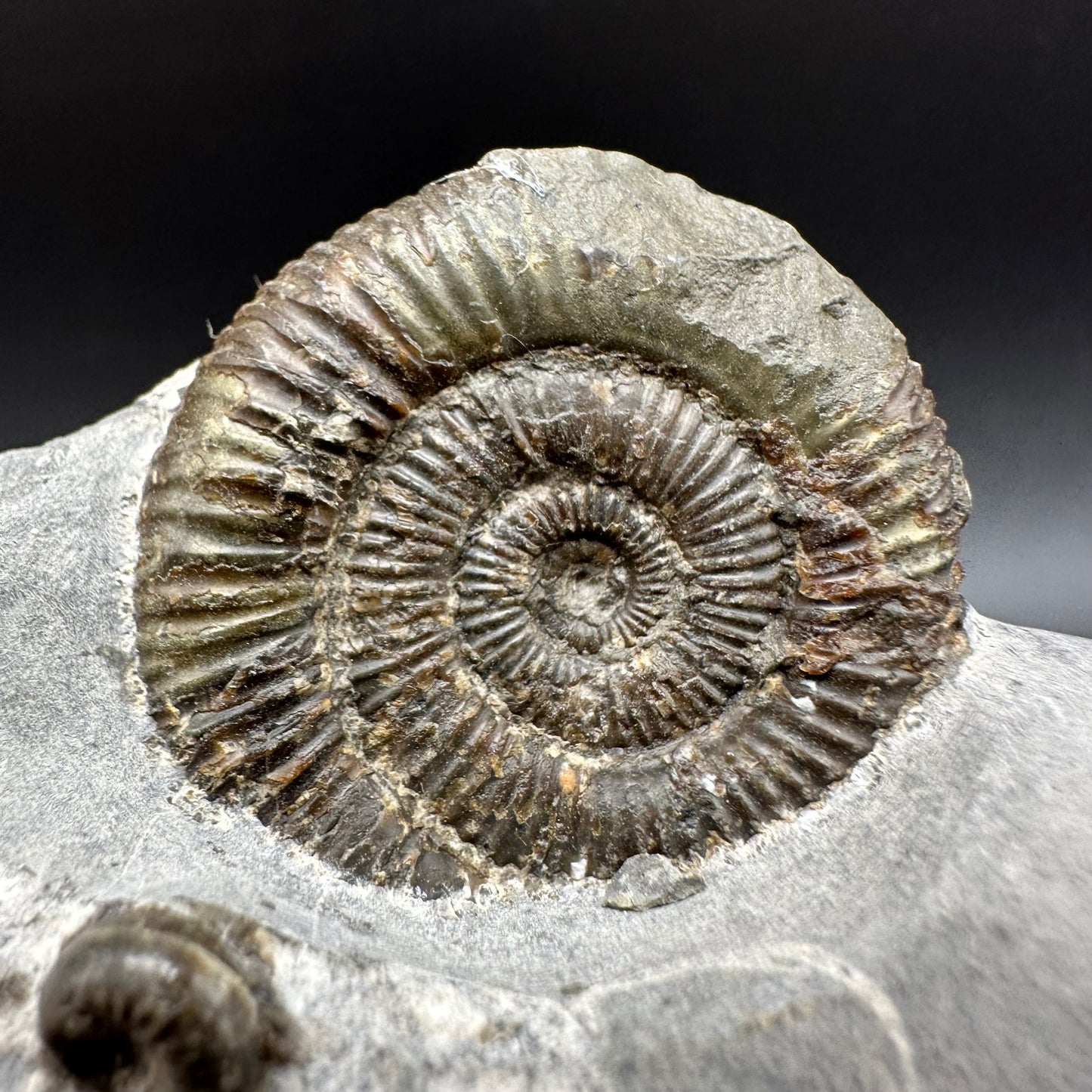 Dactylioceras Ammonite Fossil With Box And Stand - Whitby, North Yorkshire Jurassic Coast Yorkshire Fossils