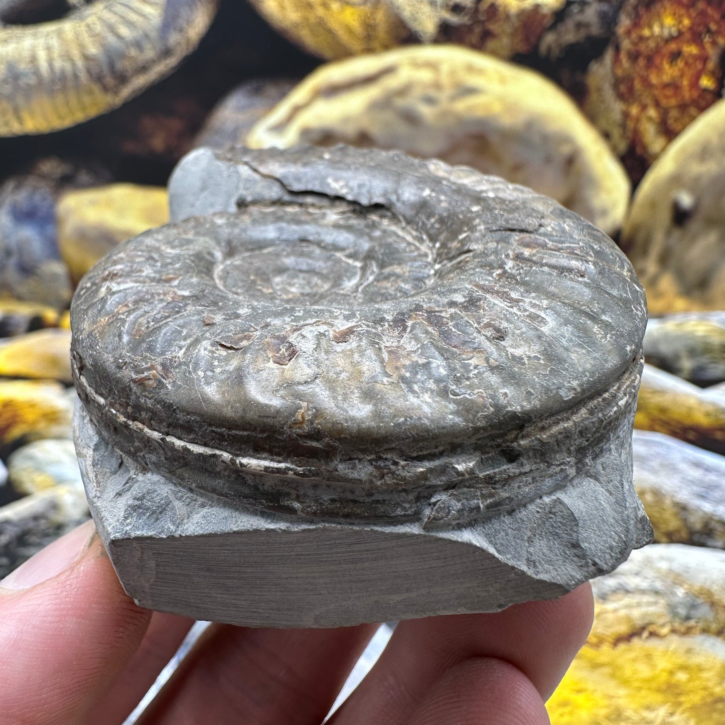 Hildoceras lusitanicum ammonite fossil - Whitby, North Yorkshire, Jurassic Coast, Yorkshire Fossils