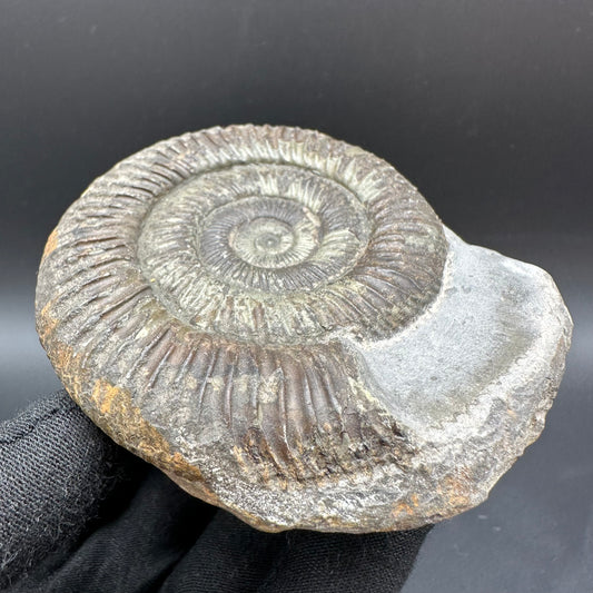 Dactylioceras Ammonite Fossil With Box And Stand - Whitby, North Yorkshire Jurassic Coast Yorkshire Fossils