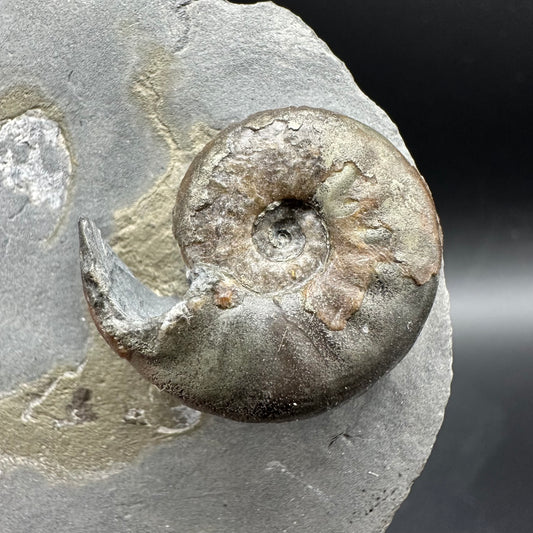 Agassiceras sp. ammonite fossil with box and stand - Whitby, North Yorkshire Jurassic Coast Yorkshire Fossils