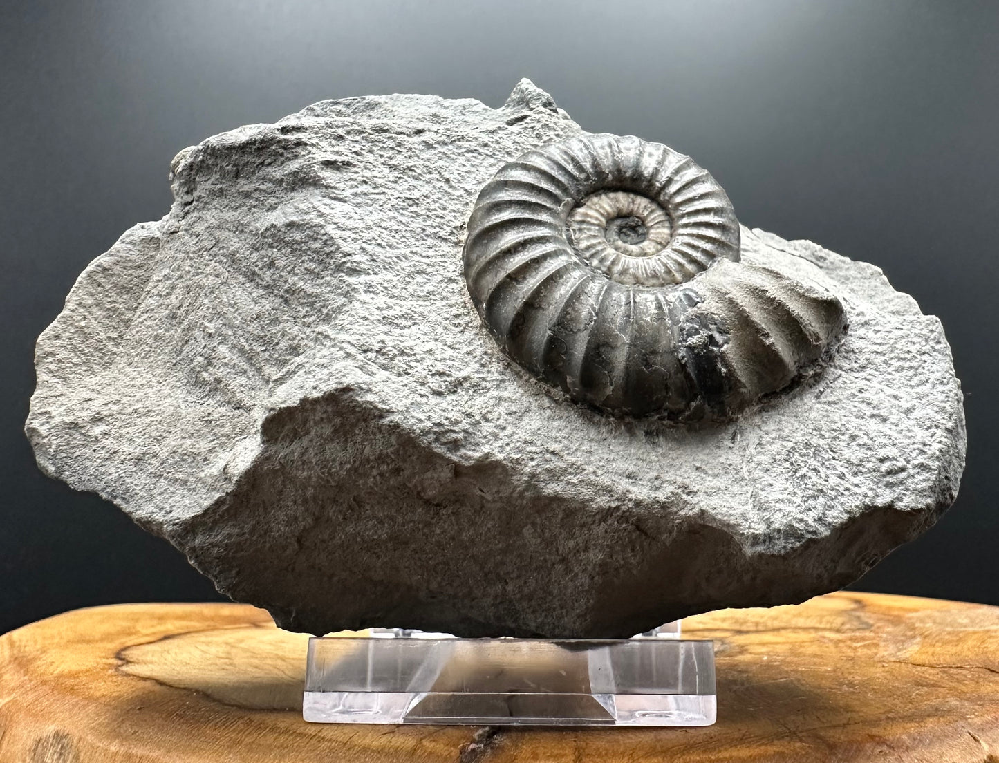 Aegasteroceras sagittarium ammonite fossil with box and stand - Whitby, North Yorkshire Jurassic Coast Yorkshire Fossils