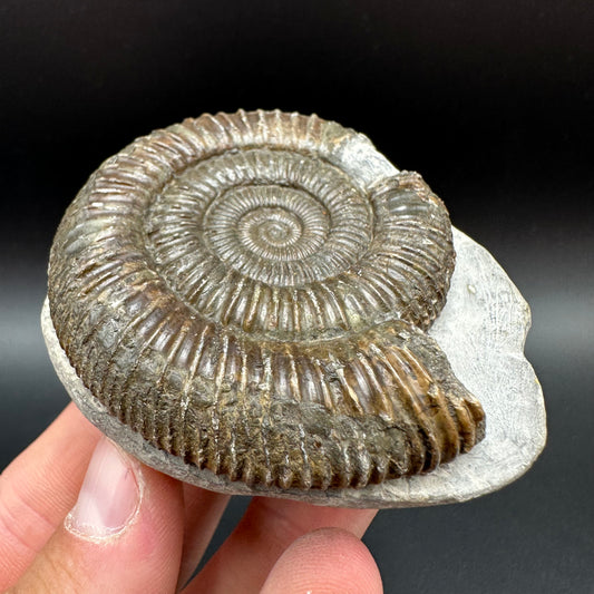 Dactylioceras Ammonite Fossil With Box And Stand - Whitby, North Yorkshire Jurassic Coast Yorkshire Fossils