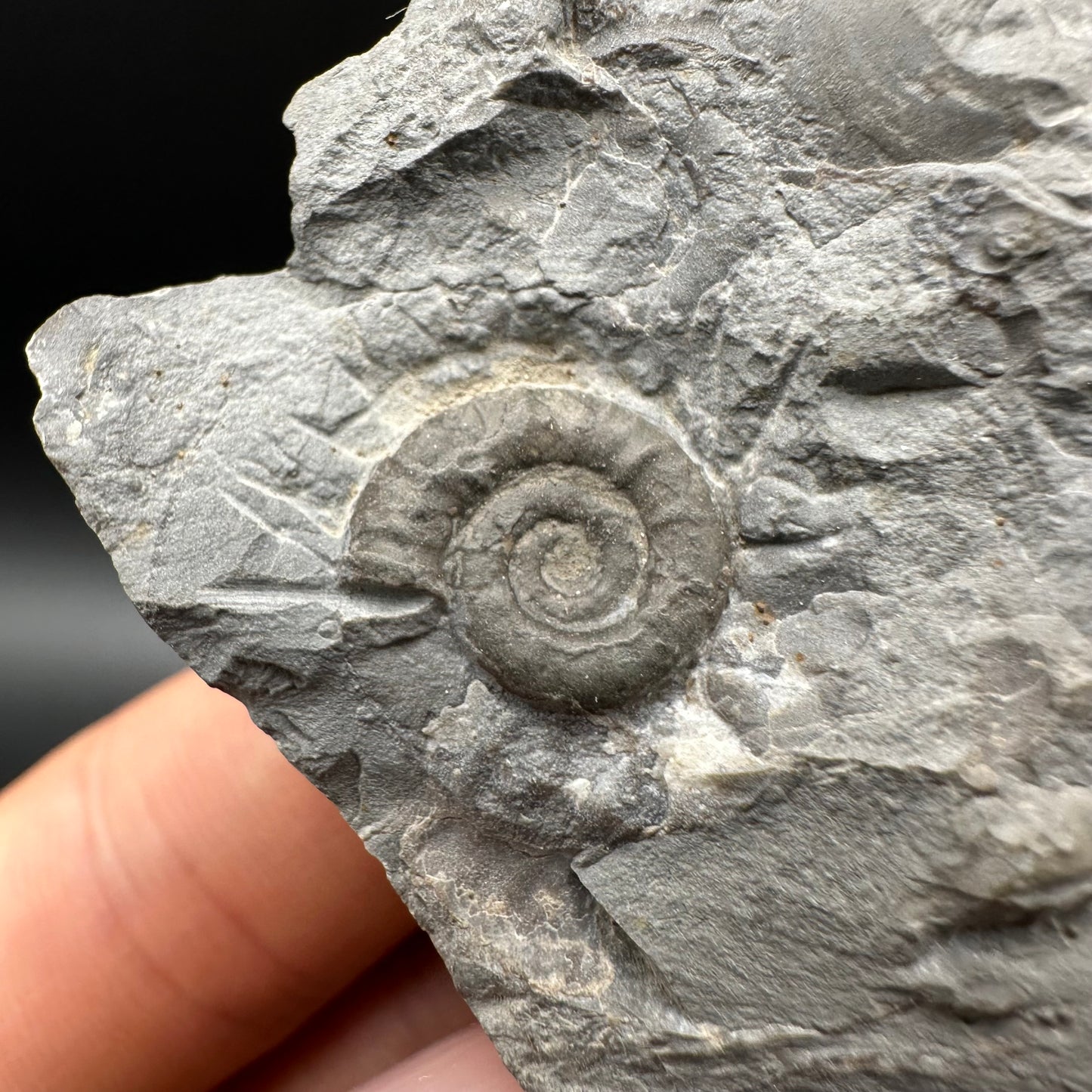 Arnioceras ammonite shell fossil with box and stand - Whitby, North Yorkshire Jurassic Coast Yorkshire Fossils