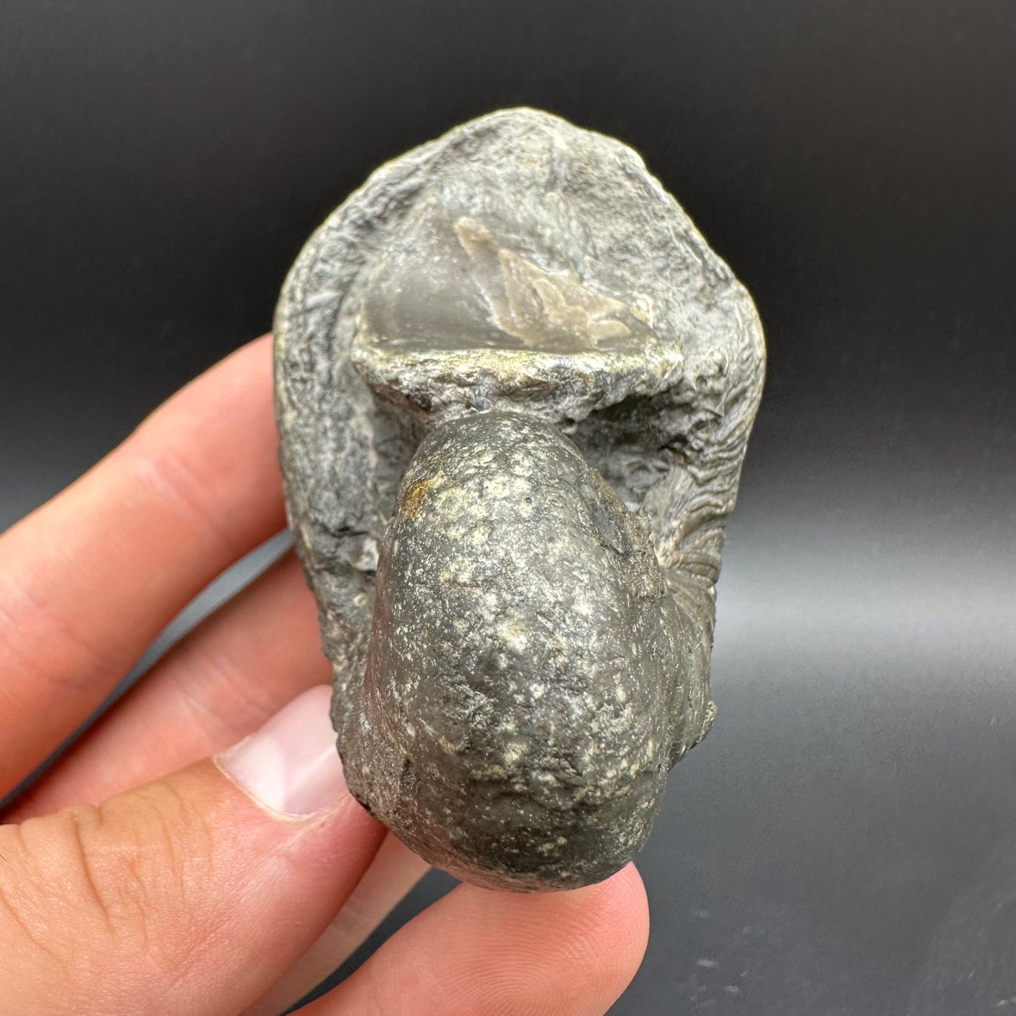 Gryphaea shell fossil with box and stand - Whitby, North Yorkshire, Jurassic Coast, Yorkshire Fossils found on the Jurassic Coast