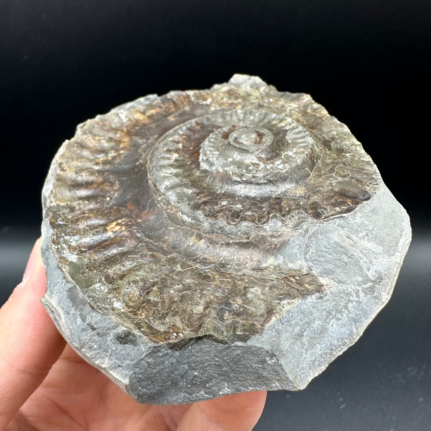 Hildoceras lusitanicum Ammonite Nodule (split pair) Fossil With Box And Stand - Whitby, North Yorkshire Jurassic Coast Yorkshire Fossils