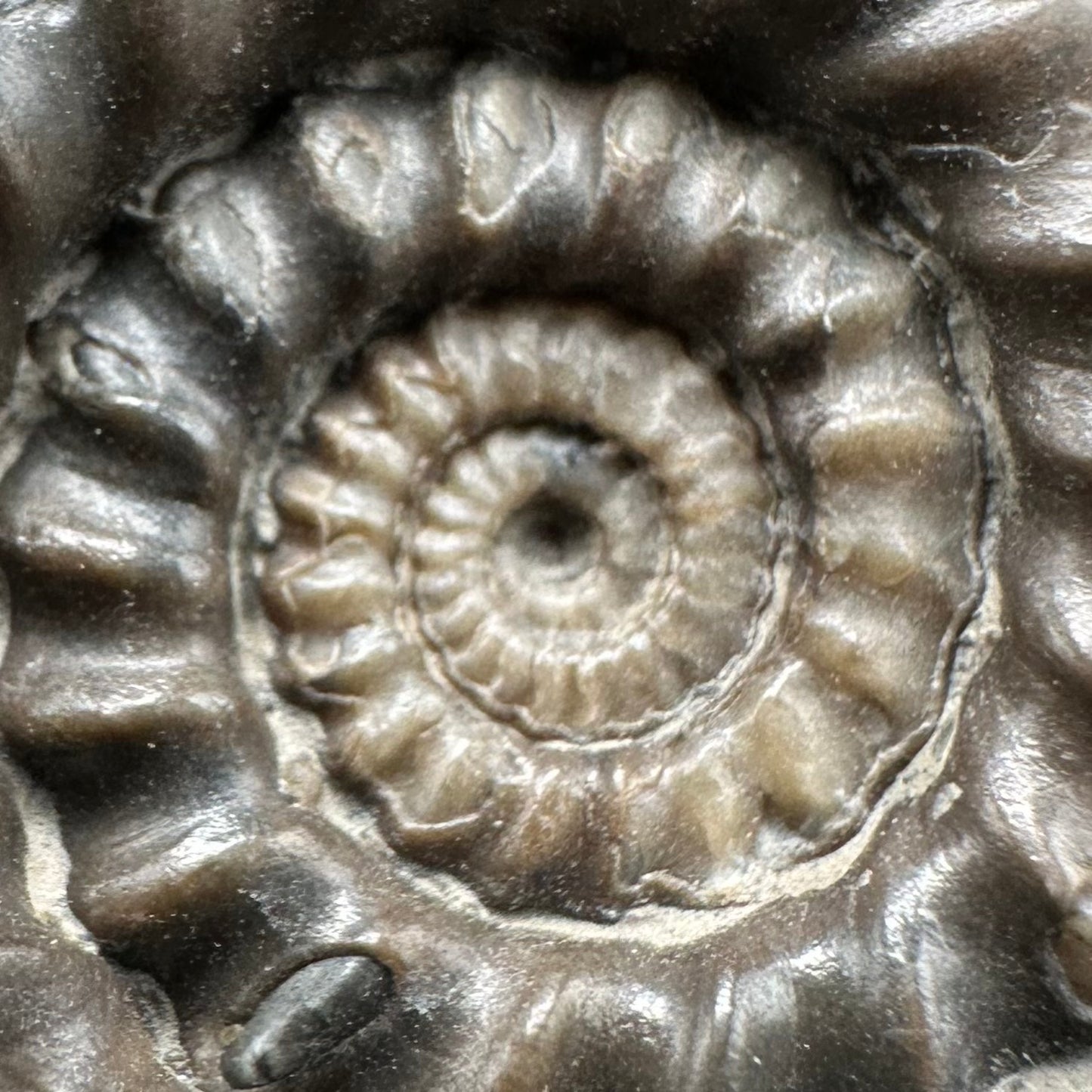 Gagaticeras Ammonite fossil with box and stand - Whitby, North Yorkshire Jurassic Coast Yorkshire Fossils