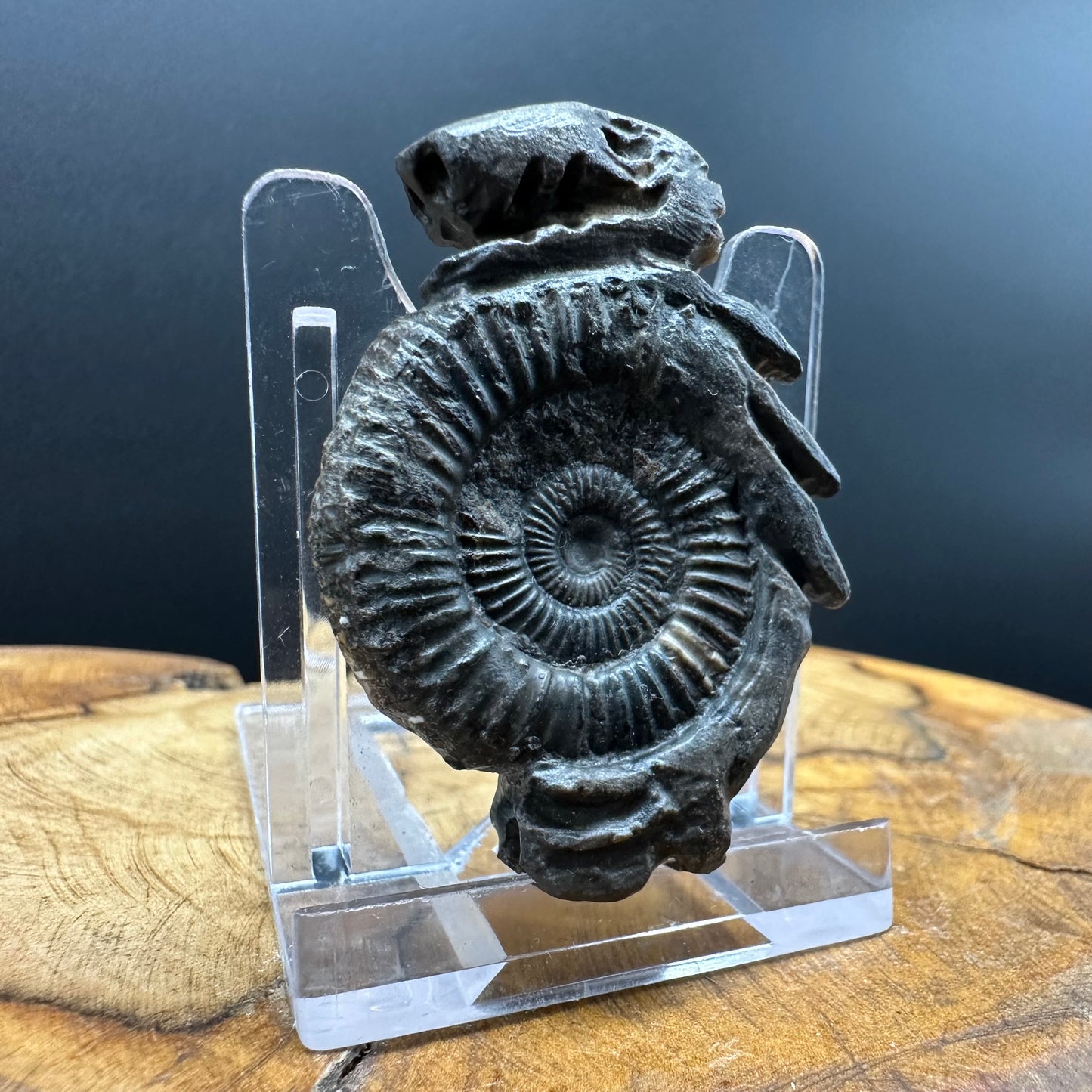 Snakestone Ammonite Fossil With Bag/Box And Stand - Whitby, North Yorkshire Jurassic Coast Yorkshire Fossils