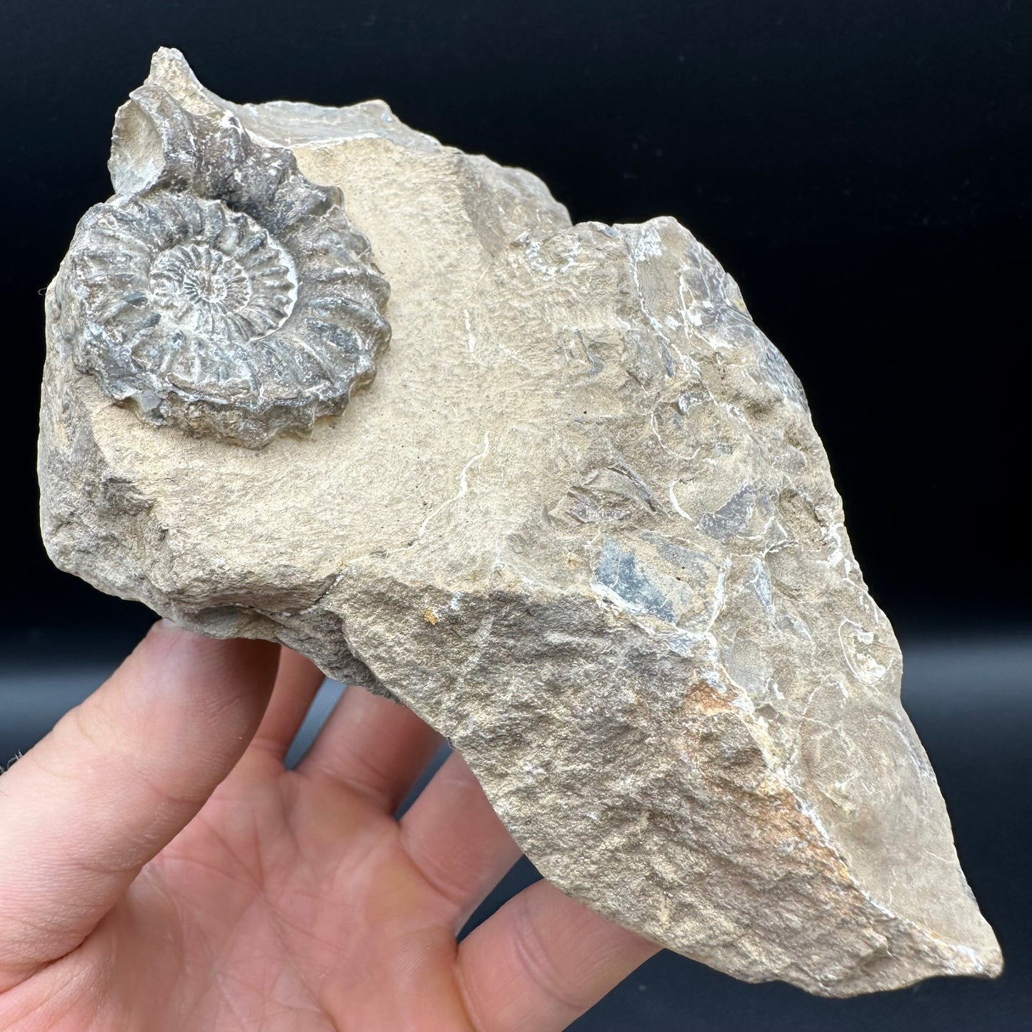 Androgynoceras capricornus Ammonite fossil - Whitby, North Yorkshire Jurassic Coast Yorkshire Fossils