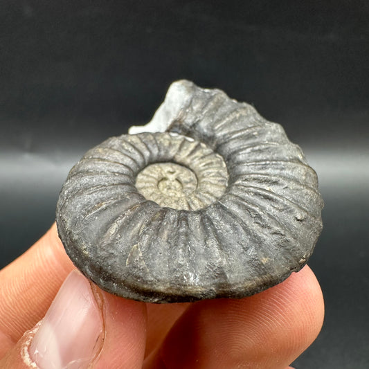 Asteroceras Ammonite fossil with box and stand - Whitby, North Yorkshire Jurassic Coast Yorkshire Fossils