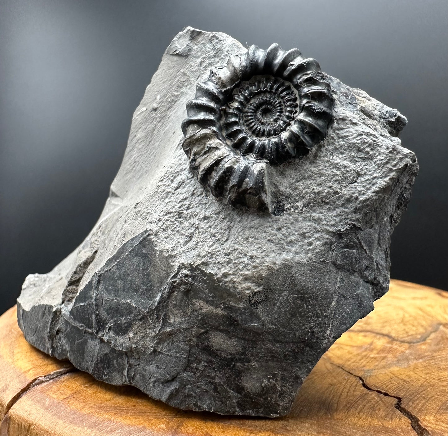 Gagaticeras Ammonite fossil with box and stand - Whitby, North Yorkshire Jurassic Coast Yorkshire Fossils