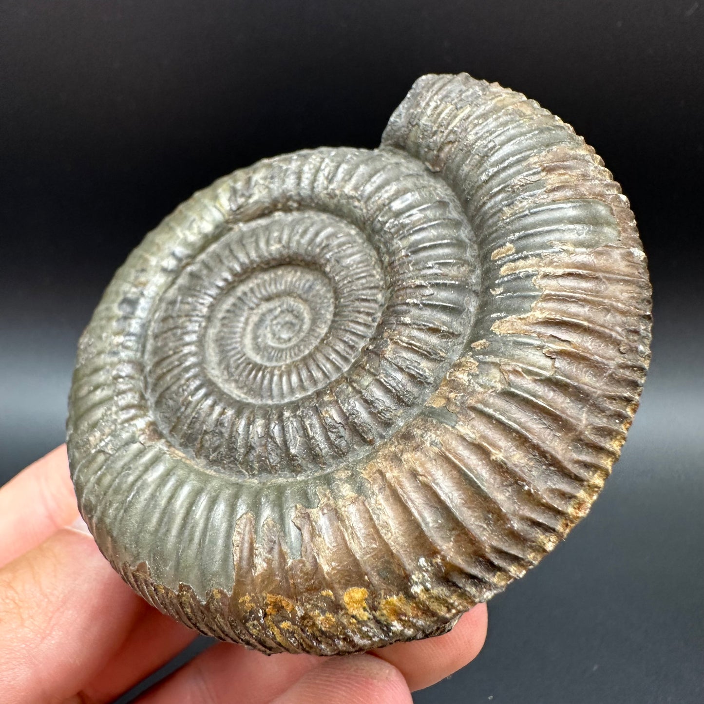 Dactylioceras Ammonite Fossil With Box And Stand - Whitby, North Yorkshire Jurassic Coast Yorkshire Fossils