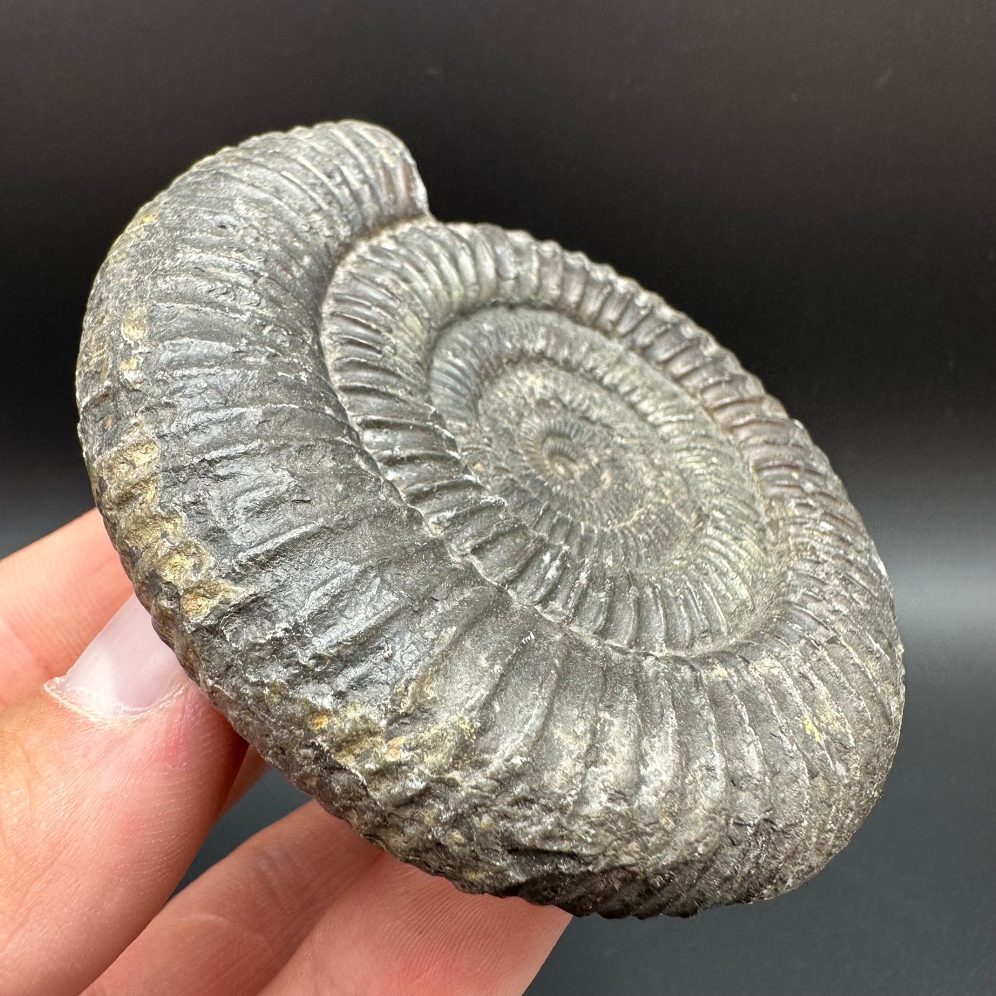 Dactylioceras Ammonite Fossil With Box And Stand - Whitby, North Yorkshire Jurassic Coast Yorkshire Fossils