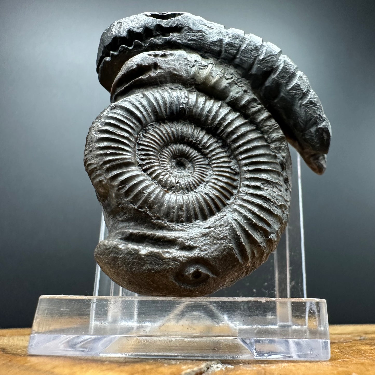 ‘Rammonite’ Snakestone Ammonite Fossil With Bag/Box And Stand - Whitby, North Yorkshire Jurassic Coast Yorkshire Fossils