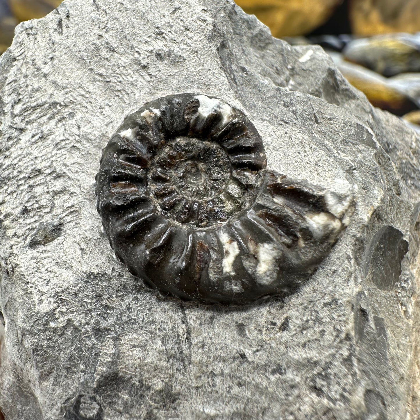Amaltheus subnodosus ammonite fossil - Whitby, North Yorkshire Jurassic Coast, Yorkshire Fossils