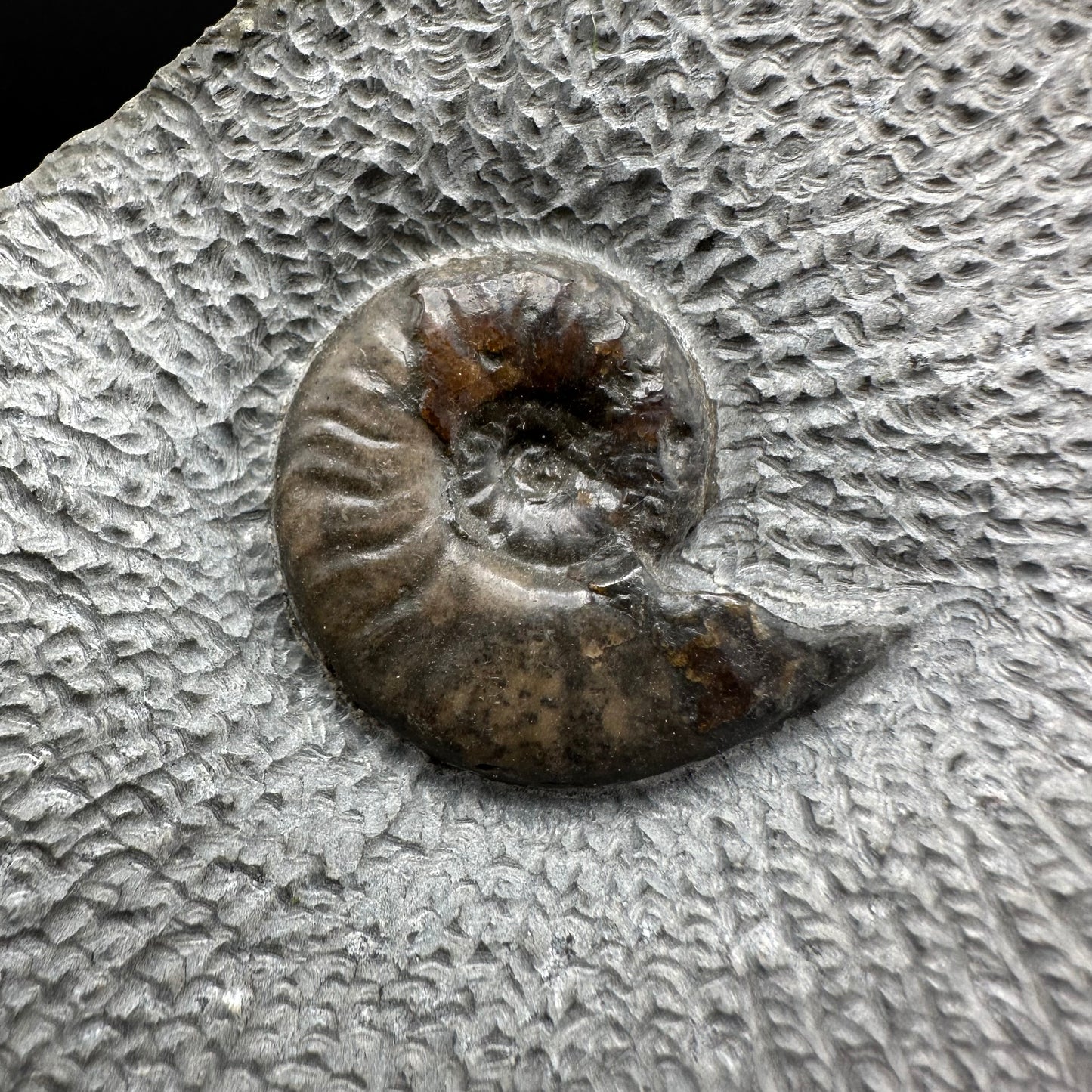 Eleganticeras Elegantulum ammonite fossil with box and stand - Whitby, North Yorkshire Jurassic Coast, Yorkshire Fossils