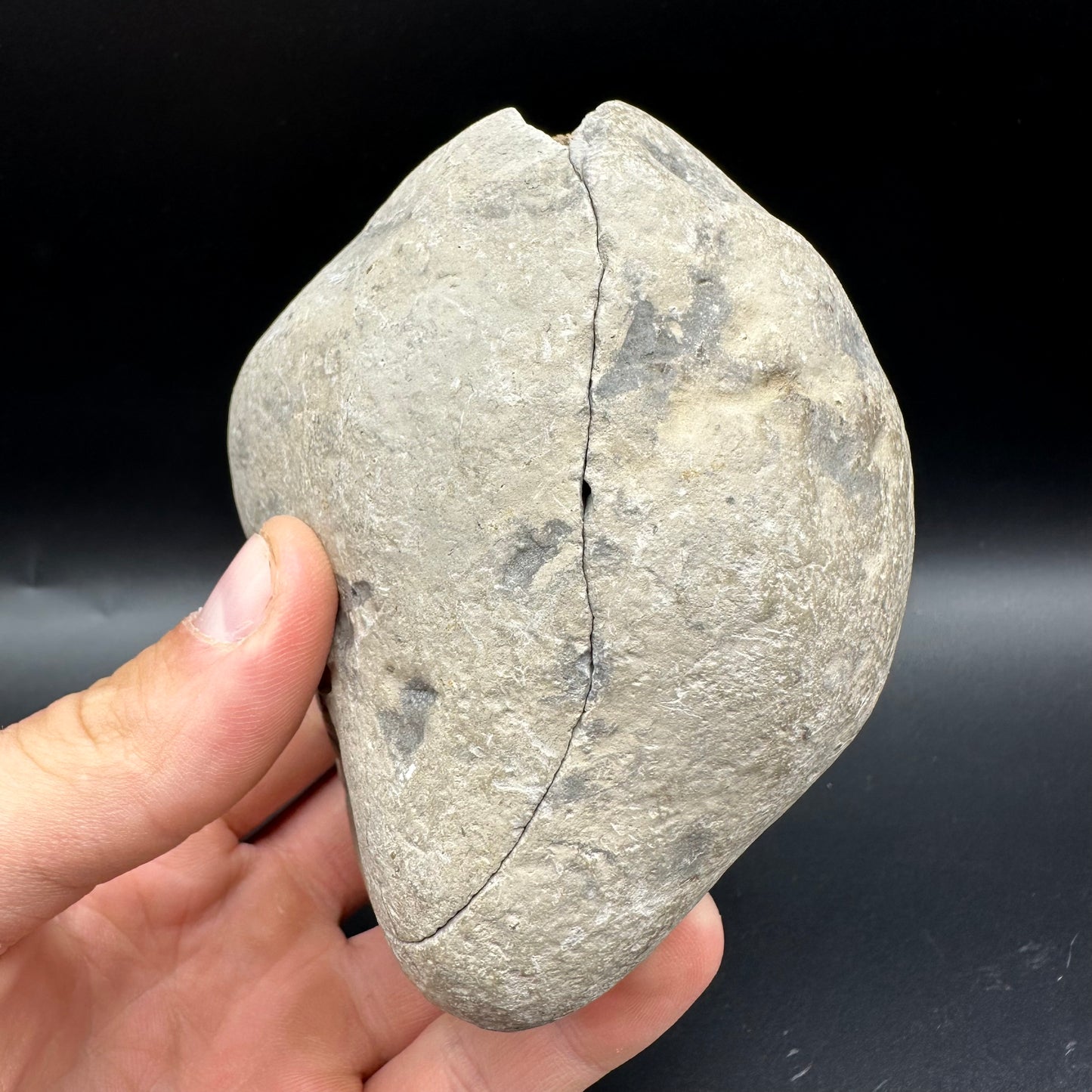 Dactylioceras Ammonite nodule (split pair) Fossil With Stand - Whitby, North Yorkshire Jurassic Coast Yorkshire Fossils