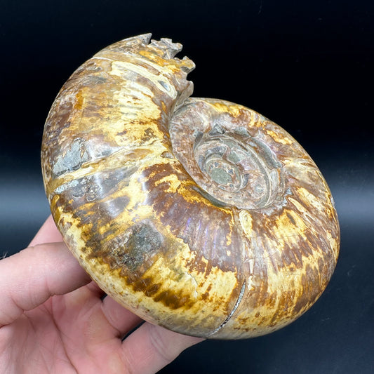 Puzosia Ammonite Fossil With Stand - Cretaceous Ammonite Madagascar