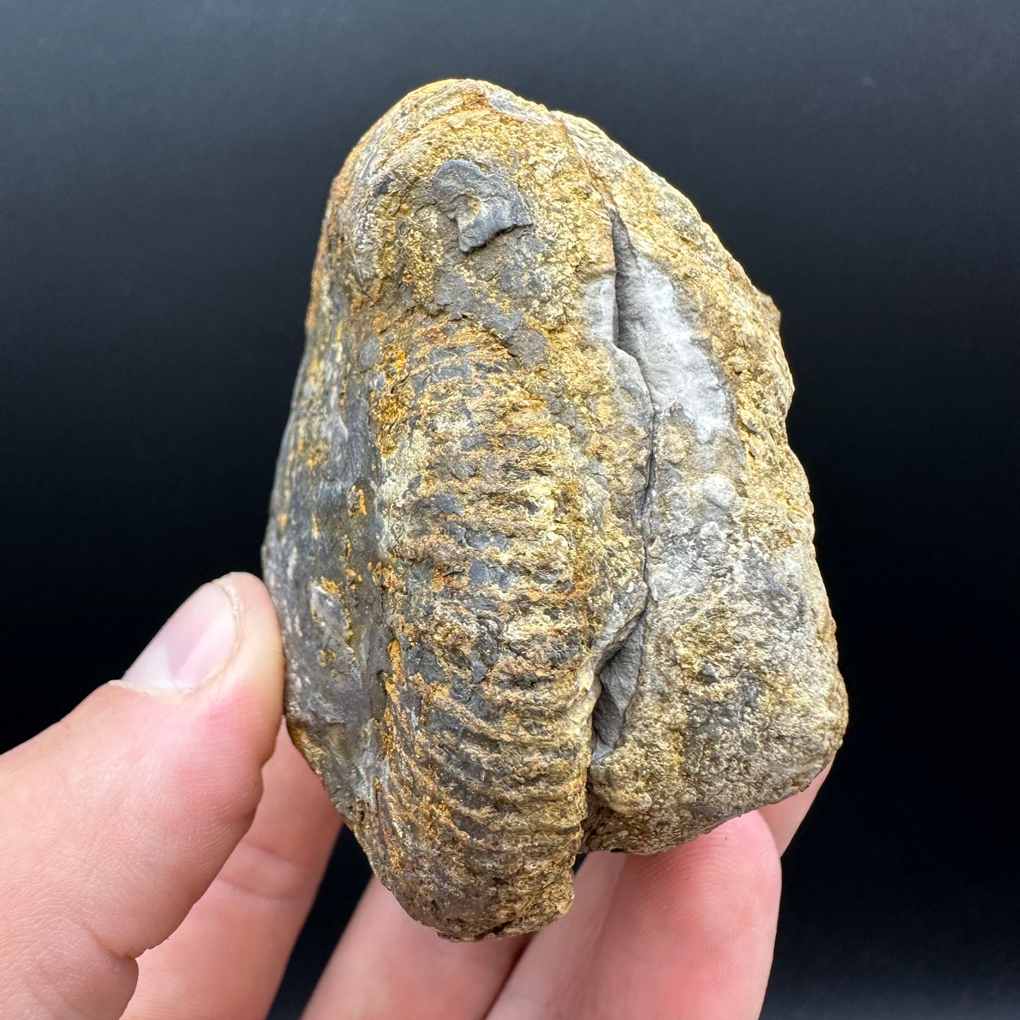 Dactylioceras Ammonite nodule (split pair) Fossil With Box And Stand - Whitby, North Yorkshire Jurassic Coast Yorkshire Fossils