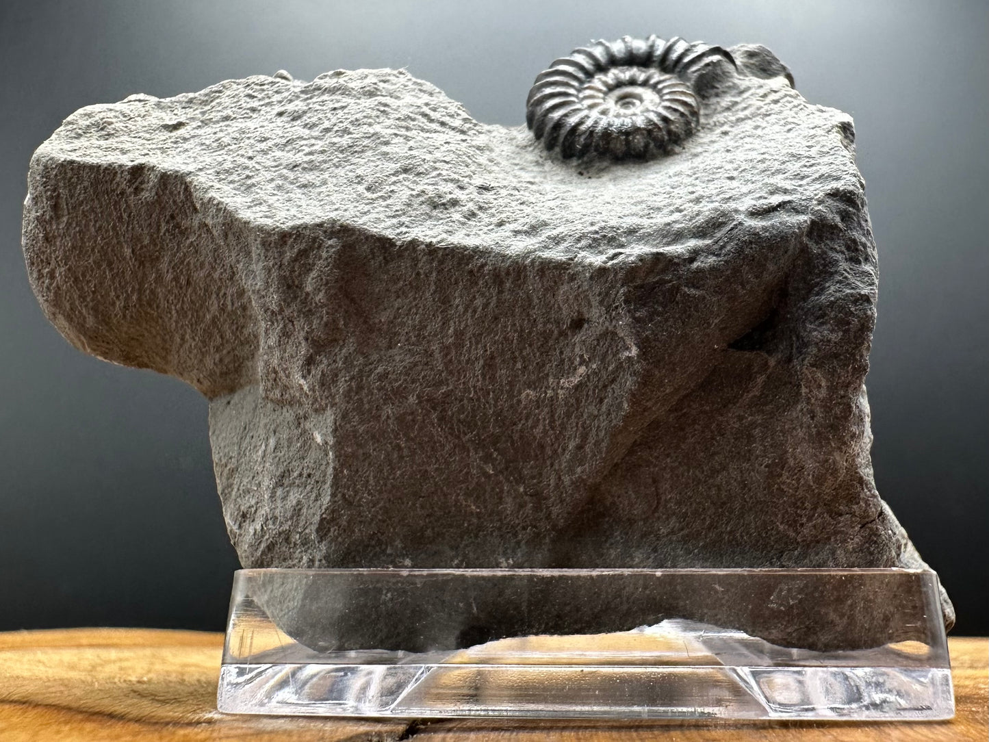 Promicroceras Ammonite shell fossil with box and stand - Whitby, North Yorkshire Jurassic Coast Yorkshire Fossils